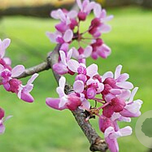 Cercis griffithii 200-250 cm draadkluit meerstammig 160-180 cm diameter