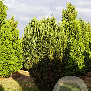 Cephalotaxus h. 'Fastigiata' 250-300 cm draadkluit solitair
