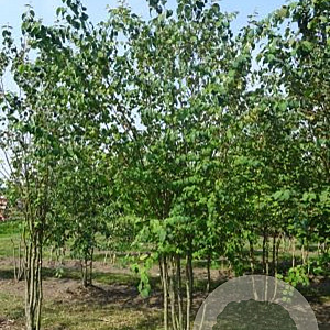 Cercidiphyllum japonicum 350-400 cm draadkluit meerstammig 
