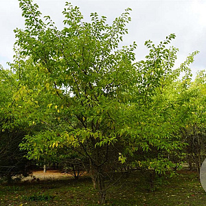 Cudrania tricuspidata 200-250 cm draadkluit struik