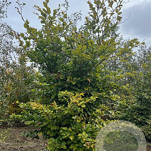 Fagus sylvatica 175-200 cm draadkluit meerstammig 200-250 diameter
