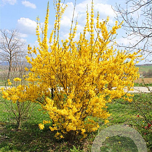 Forsythia int. 'Goldzauber' 200-250 cm draadkluit struik