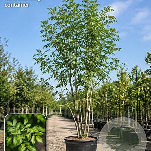Fraxinus ornus 125-150 cm 10L meerstammig