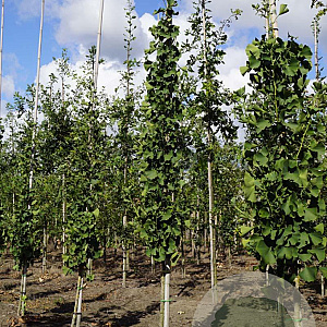 Ginkgo bil. 'Princeton Sentry' 6-8 HO draadkluit