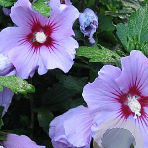 Hibiscus syr. 'Pink Flirt' 125-150 cm met kluit struik