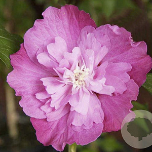Hibiscus syr. Purple Ruffles 125-150 cm met kluit struik