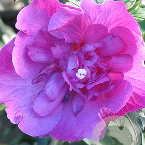 Hibiscus syr. 'Sanchonyo' 125-150 cm met kluit struik