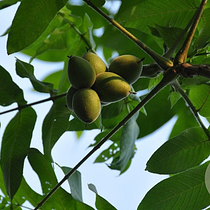 Juglans mandshurica 150-175 cm wortelgoed