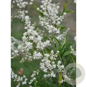 Ligustrum quihoui 250-300 cm draadkluit struik 175-200 diameter