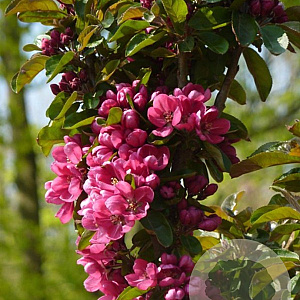 Malus d. 'Apollo' 175-200 cm draadkluit solitair