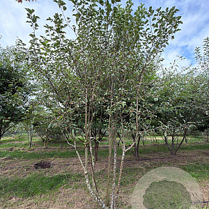 Malus 'Evereste' 400-450 cm draadkluit meerstammig 200-250 diameter