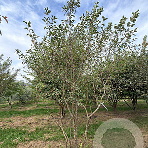 Malus 'Evereste' 400-450 cm draadkluit meerstammig 200-250 diameter