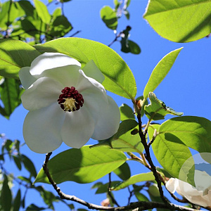 Magnolia wilsonii 400-450 cm draadkluit struik