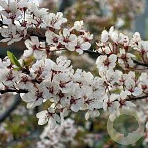 Prunus cer. 'Hessei' 8-10 HO draadkluit