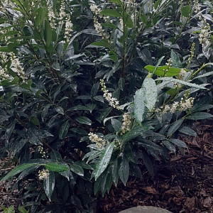 Prunus l. 'Herbergii' 100-125 cm met kluit struik meerstammig