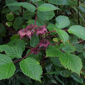 Rubus lasiostylus 40-60 cm 5,0L