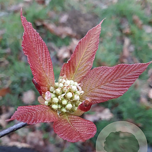 Sorbus megalocarpa 125-150 cm 5,0L