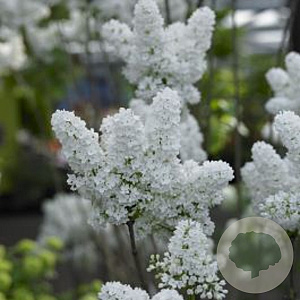 Syringa meyeri 'ANNY200810' 150-175 cm draadkluit struik