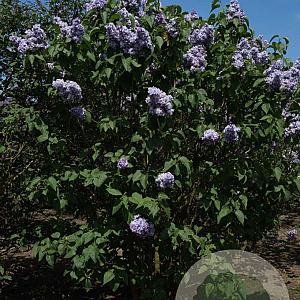 Syringa v. Hope 200-250 cm draadkluit struik