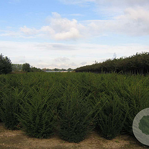 Taxus baccata 125-150 cm draadkluit solitair 100-120 cm diameter