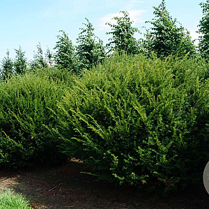 Taxus baccata 170-180 cm draadkluit bol