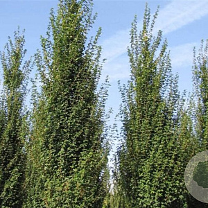 Acer campestre 'Fastigiatum' 30-35 HO draadkluit 250 cm stam