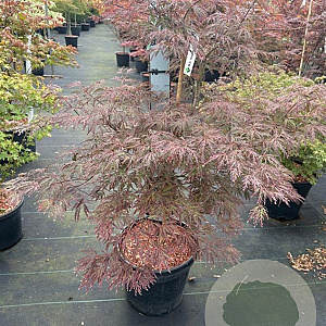 Acer pal. 'Garnet' 80-100 cm 20L