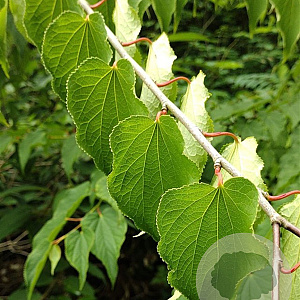 Tetracentron sinense 200-250 cm 10L