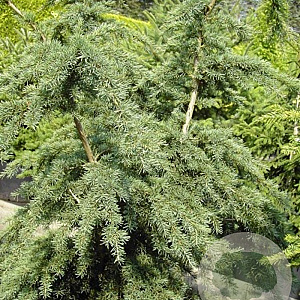 Tsuga mertensiana 'Glauca' 150-175 cm draadkluit solitair
