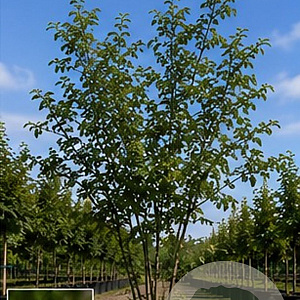 Ulmus glabra 250-300 cm 40L meerstammig