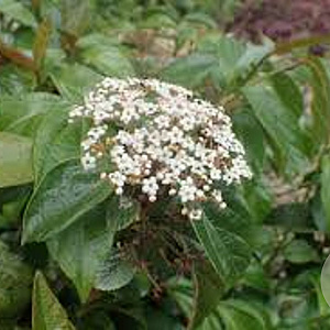 Viburnum japonicum 175-200 cm draadkluit struik op Stam