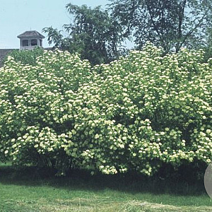 Viburnum lentago 250-300 cm draadkluit struik 175-200 diameter