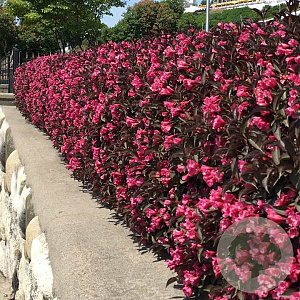 Weigela florida Wine & Roses 150-175 cm draadkluit struik