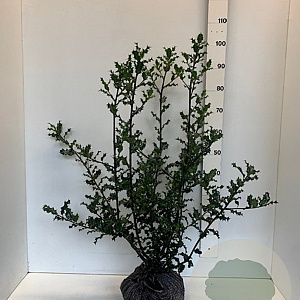 Ilex aquifolium 80-100 cm met kluit