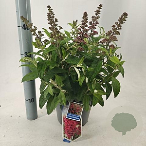 Buddleja dav. 'Butterfly Candy Little Bubblegum'® 30-35 cm 3,0L