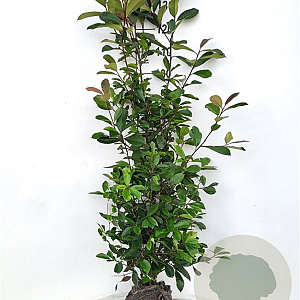 Photinia fraseri 'Red Robin' 125-150 cm met kluit