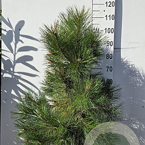 Pinus nigra nigra 80-100 cm met kluit