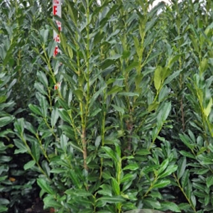 Prunus l. Elly 175-200 cm met kluit extra