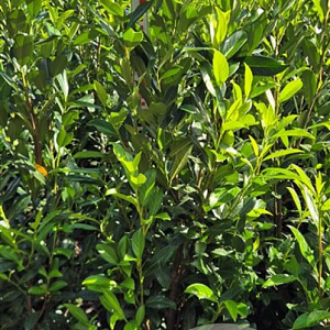 Prunus l. 'Herbergii' 125-150 cm met kluit