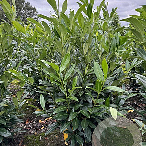 Prunus l. 'Herbergii' 60-80 cm met kluit