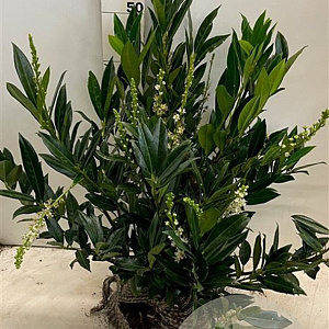 Prunus l. 'Otto Luyken' 40-50 cm met kluit