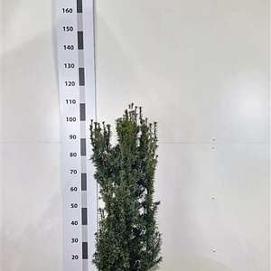Taxus media 'Hicksii' 80-100 cm met kluit