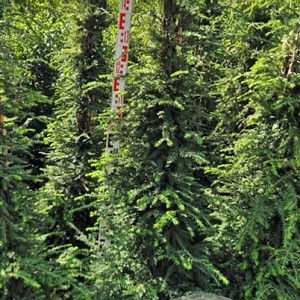 Tsuga canadensis 150-175 cm met kluit