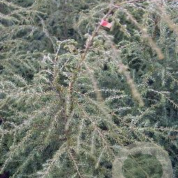 Tsuga canadensis 60-80 cm met kluit