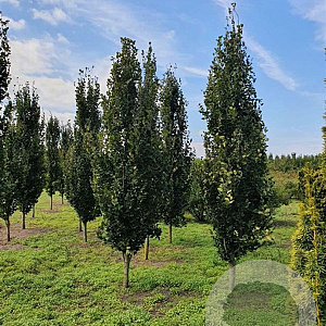 Fagus syl. 'Dawyck' 20-25 HO draadkluit geveerd