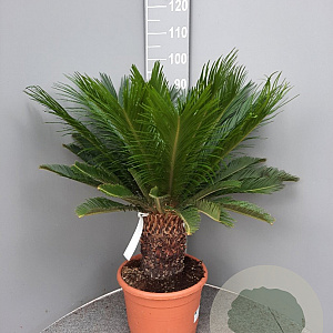 Cycas revoluta 80 cm 30L