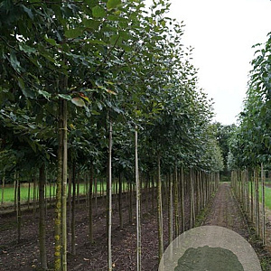 Malus 'Rudolph' 8-10 HO draadkluit