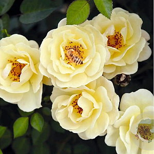 Rosa (P) Bijenweelde (R) Geel GM C1.3