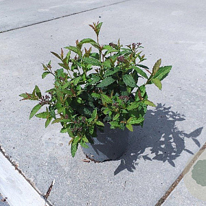 Spiraea jap. 'Dart's Red' GM C1.3