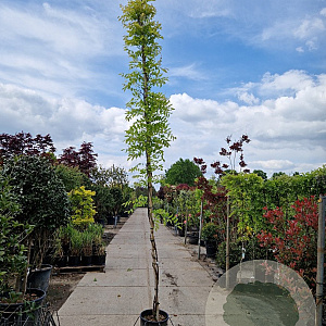 Wisteria flor. 'New Blue Fountain' 350-400 cm 25L